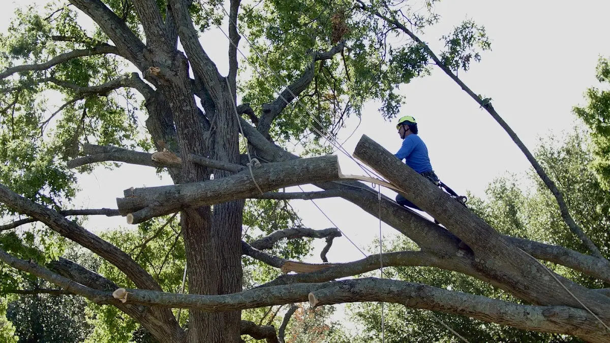 Professional Hazardous Tree Removal performed by certified arborists in North Robinson